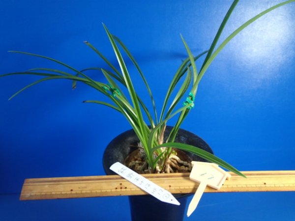 画像6: ＨＰ１７　日本春蘭　熊野あげは（くまのあげは）変わり花 　蕾１（１１月掲載） (6)