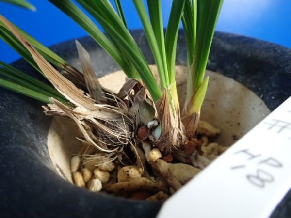 画像6: ＨＰ１８　日本春蘭　華人形（はなにんぎょう）黄色豆花良花 　蕾１（１１月掲載） (6)