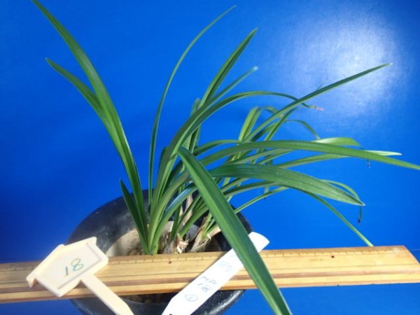 画像2: ＨＰ１８　日本春蘭　華人形（はなにんぎょう）黄色豆花良花 　蕾１（１１月掲載） (2)