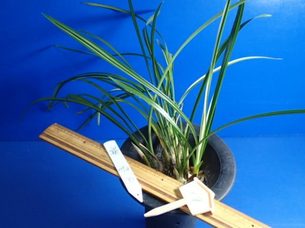 画像3: ＨＰ１９　日本春蘭　宴（うたげ）暴れ花良花 　蕾５（１１月掲載） (3)