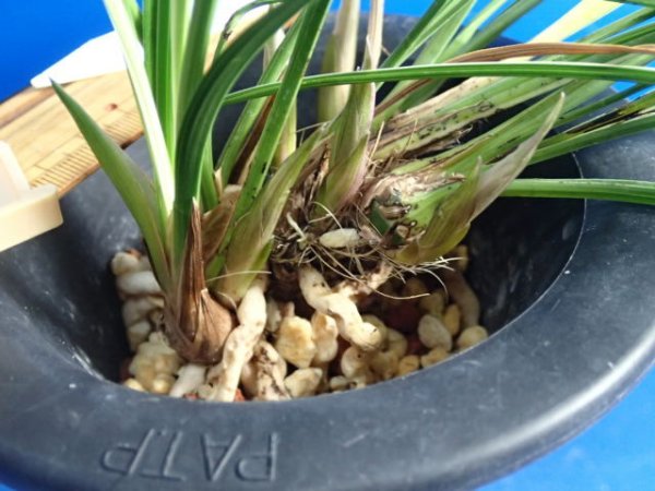 画像6: ＨＰ１９　日本春蘭　宴（うたげ）暴れ花良花 　蕾５（１１月掲載） (6)