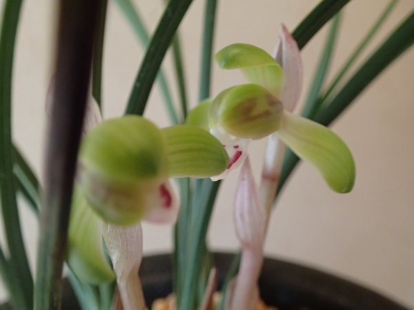 画像1: ＨＰ１８　日本春蘭　華人形（はなにんぎょう）黄色豆花良花 　蕾１（１１月掲載） (1)