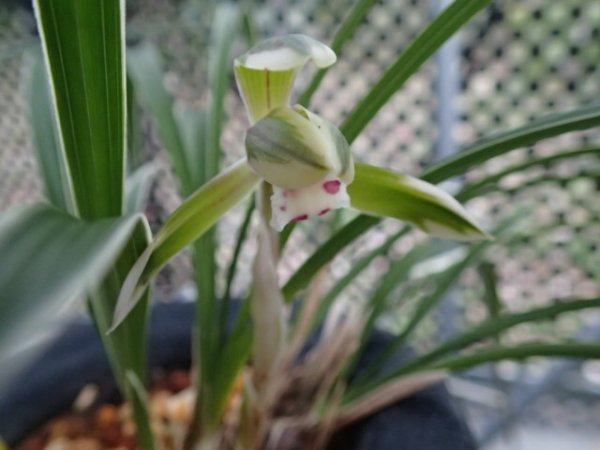 画像1: ＨＰ１６　韓国春蘭　照姫（てるひめ）覆輪葉にピンク含む覆輪花 　蕾１（１１月掲載） (1)