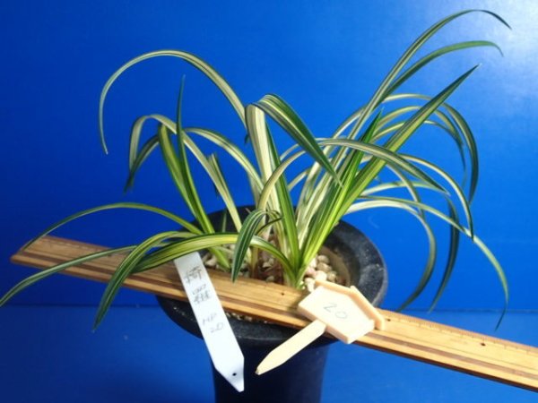 画像2: ＨＰ２０　韓国春蘭　綺羅（きら）最上木　蕾１（１１月掲載） (2)