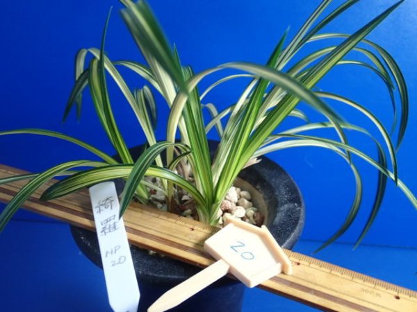 画像3: ＨＰ２０　韓国春蘭　綺羅（きら）最上木　蕾１（１１月掲載） (3)