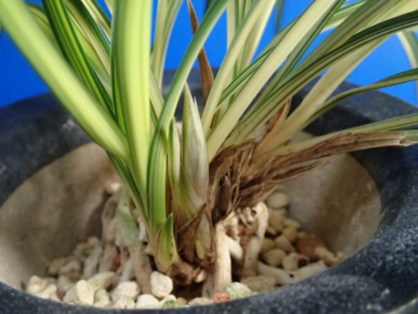 画像4: ＨＰ２０　韓国春蘭　綺羅（きら）最上木　蕾１（１１月掲載） (4)