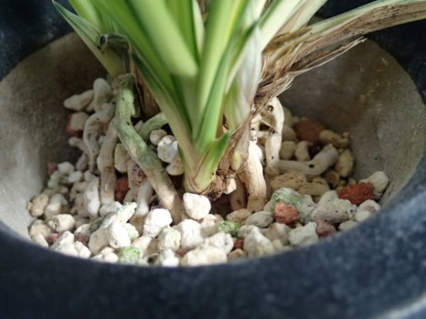 画像5: ＨＰ２０　韓国春蘭　綺羅（きら）最上木　蕾１（１１月掲載） (5)