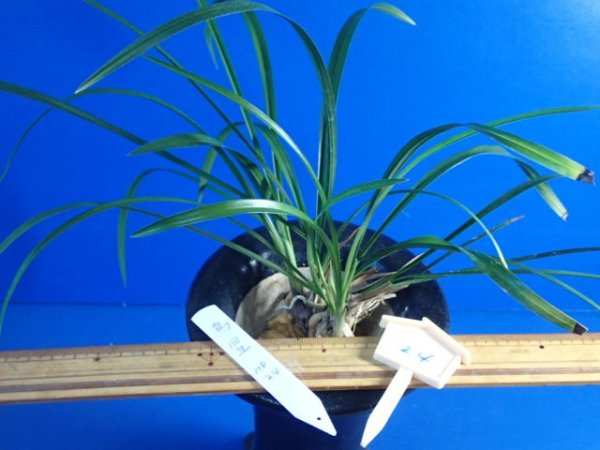 画像1: ＨＰ２４　交配春蘭　（仮）烏星（えぼし）良花 　蕾無し（１１月掲載） (1)