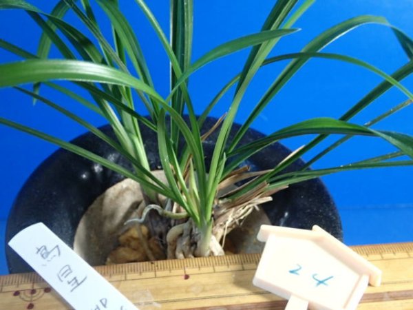 画像2: ＨＰ２４　交配春蘭　（仮）烏星（えぼし）良花 　蕾無し（１１月掲載） (2)