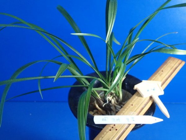 画像3: ＨＰ２４　交配春蘭　（仮）烏星（えぼし）良花 　蕾無し（１１月掲載） (3)