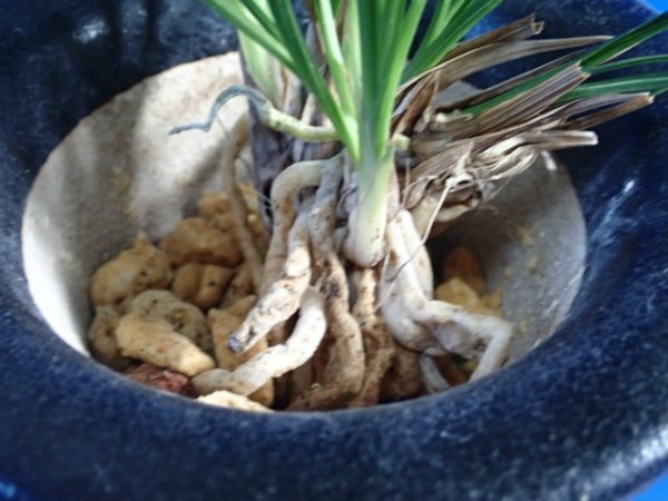 画像4: ＨＰ２４　交配春蘭　（仮）烏星（えぼし）良花 　蕾無し（１１月掲載） (4)