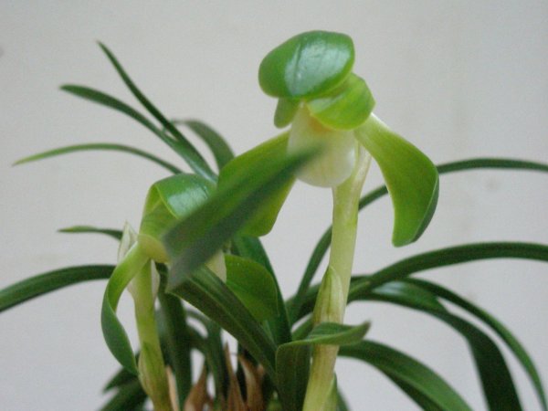 画像1: ＨＰ２１　韓国春蘭　青宝（せいほう）濃緑素芯厚肉花 　蕾１（１１月掲載） (1)