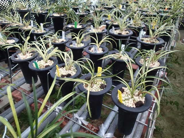 今期販売予定について