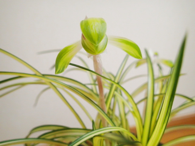 春蘭の花物紹介- 雪国家蘭園