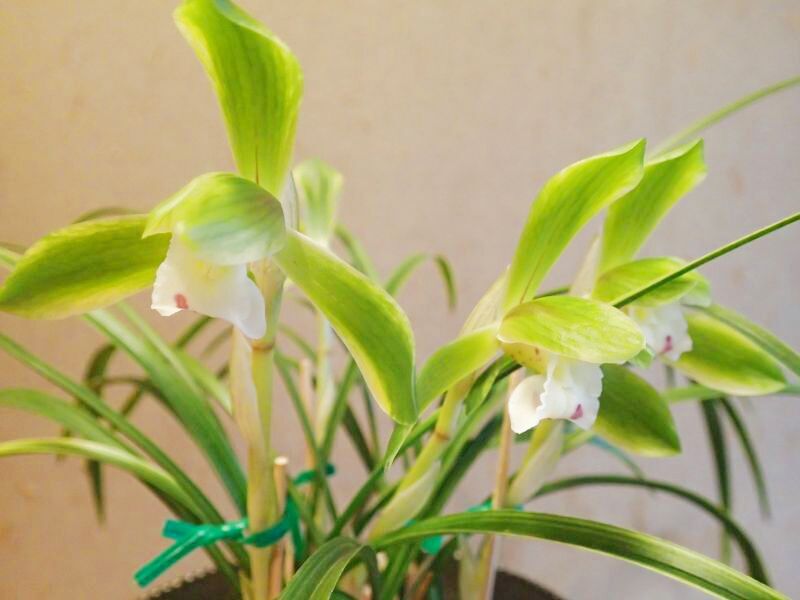 春蘭の花物紹介- 雪国家蘭園